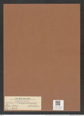 Actinoptychus summissus A. Schm. (de-Toni-Nr.: Genus 227, Species 5603) Zeichnungen Sammlung Grunow Mappe 05347 (Herbarium_W_Grunow_drawings_Folder_05347)